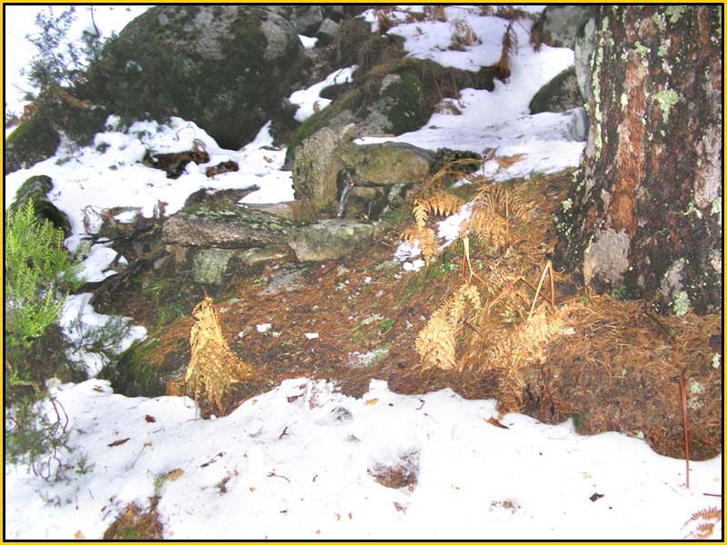 Mis Fuentes - FOTO 83