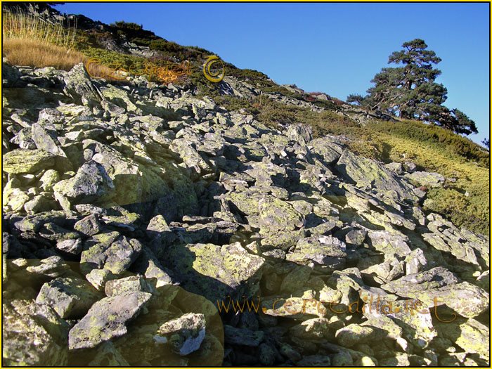 Cercedilla Postal Aguila 09