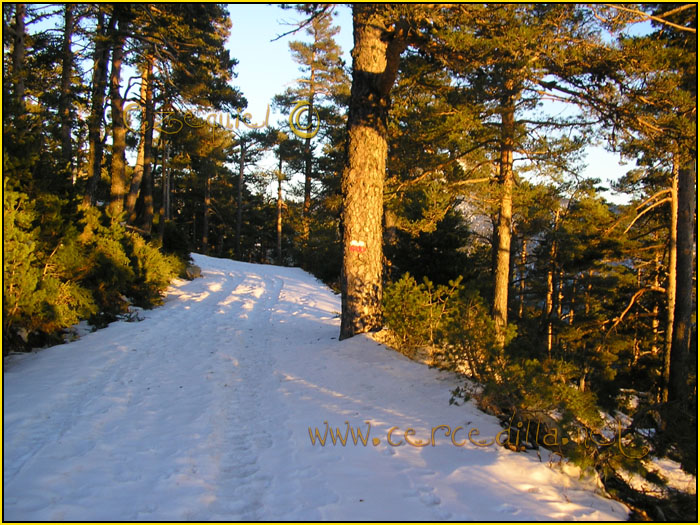 Tarjeta postal de Cercedilla Calle Alta 05