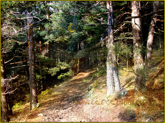 Tarjeta postal de Cercedilla camino del agua 05