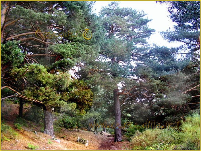 Tarjeta postal de Cercedilla camino del agua 06