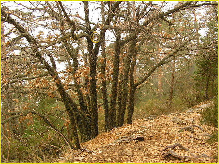 Tarjeta postal de Cercedilla camino Schmid 03