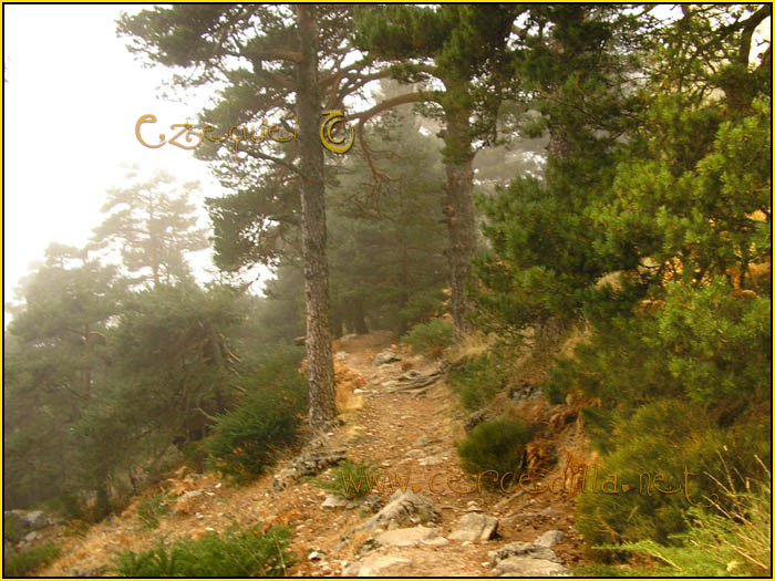 Tarjeta postal de Cercedilla camino Schmid 05