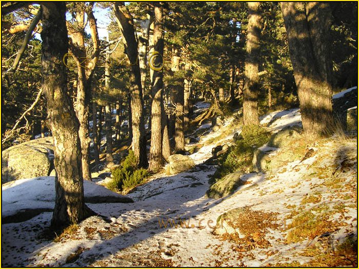 Tarjeta postal de Cercedilla camino Schmid 08