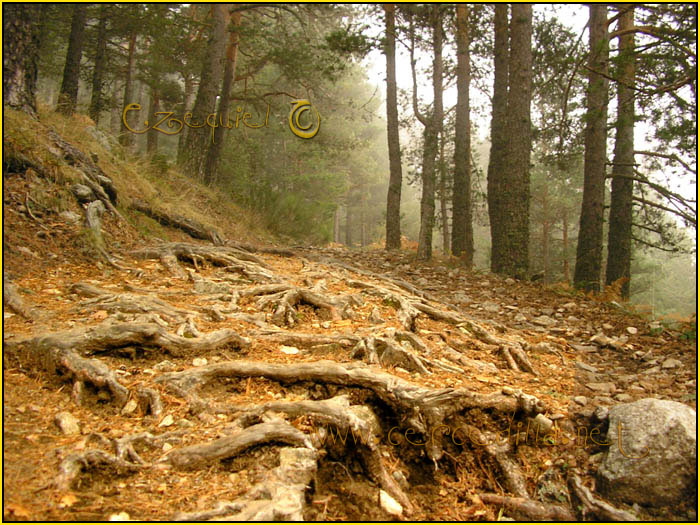 Tarjeta postal de Cercedilla camino Schmid 09