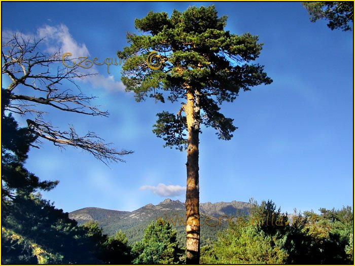Tarjeta postal de Cercedilla del campamento 03