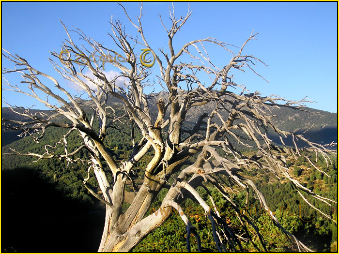 Tarjeta postal de Cercedilla del campamento 08