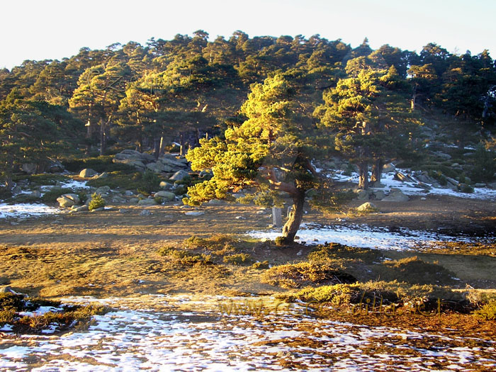 Tarjeta postal de Cercedilla Collado Ventoso 03
