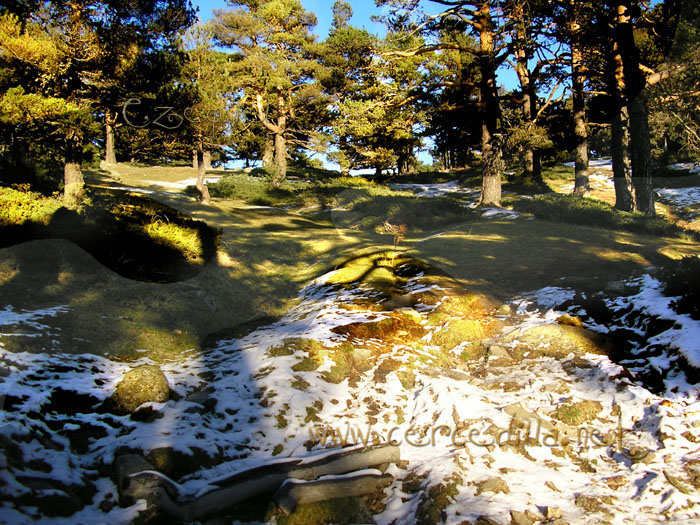 Tarjeta postal de Cercedilla Collado Ventoso 05