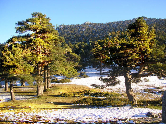 Tarjeta postal de Cercedilla Collado Ventoso 08
