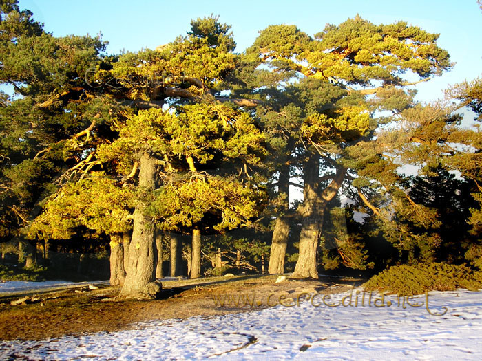 Tarjeta postal de Cercedilla Collado Ventoso 09