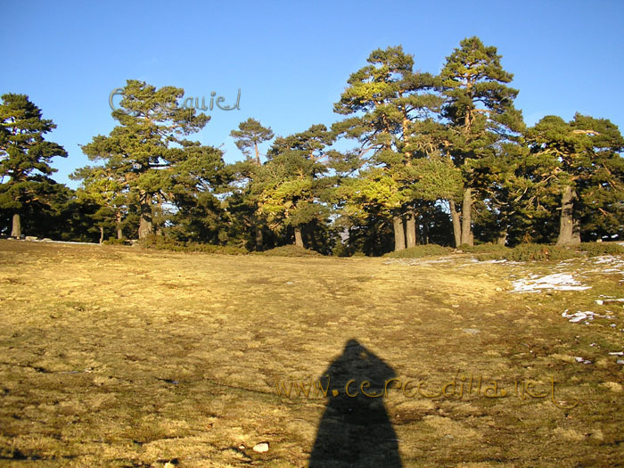 Tarjeta postal de Cercedilla Collado Ventoso 11