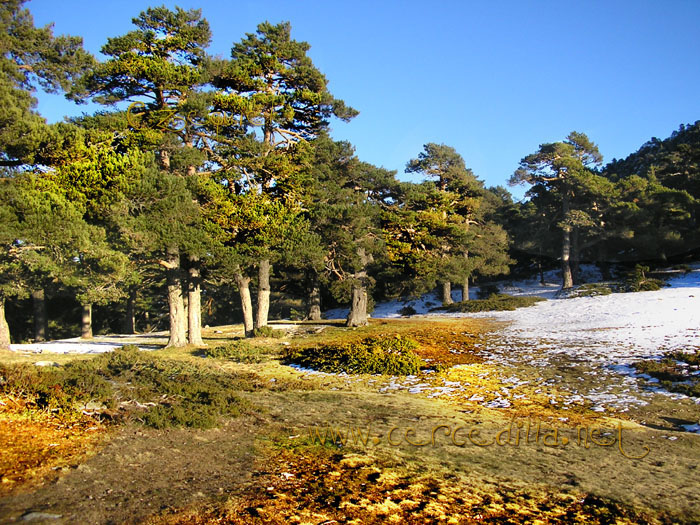 Tarjeta postal de Cercedilla Collado Ventoso 15