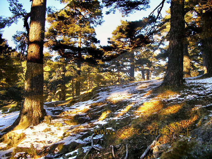 Tarjeta postal de Cercedilla Collado Ventoso 16