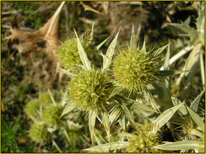 Tarjeta postal de Cercedilla  flora 02