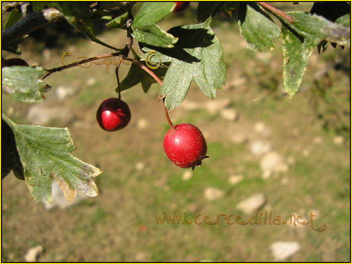 Tarjeta postal de Cercedilla  flora 03