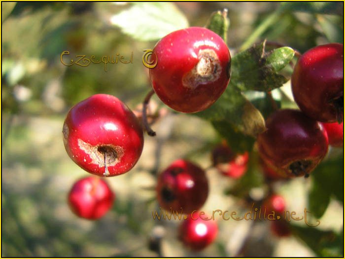 Tarjeta postal de Cercedilla  flora 06