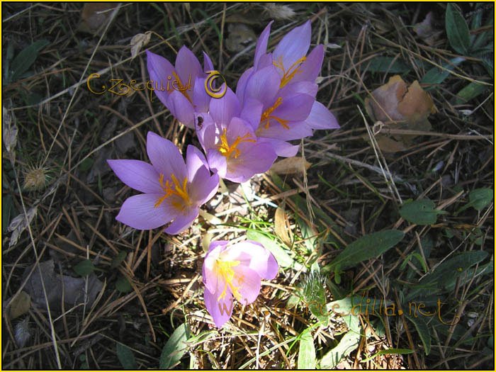 Tarjeta postal de Cercedilla  flora 08