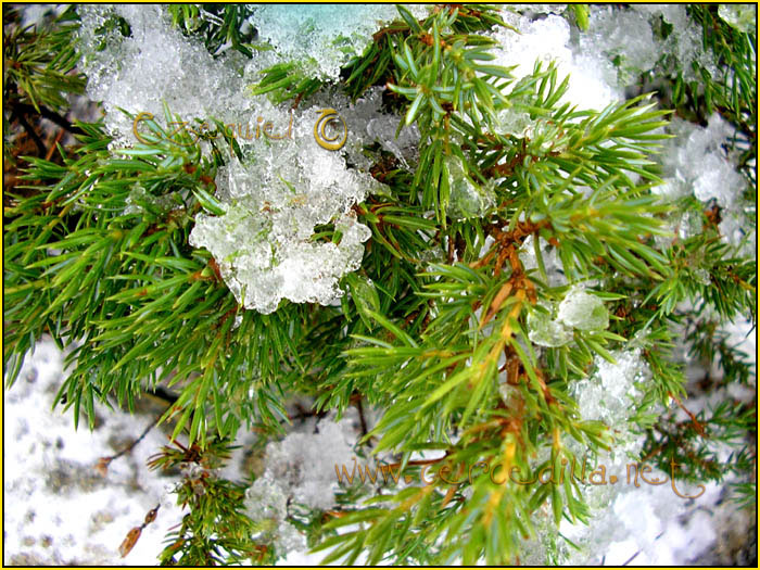 Tarjeta postal de Cercedilla  flora 11