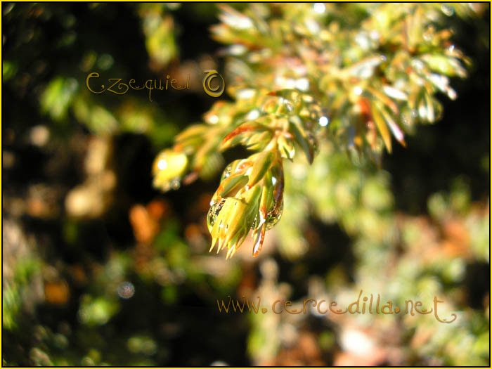 Tarjeta postal de Cercedilla  flora 12