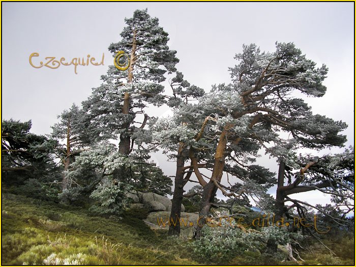 Tarjeta postal de Cercedilla Majalasna 08