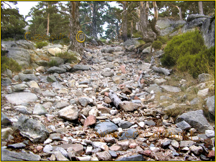 Tarjeta postal de Cercedilla Majalasna 16