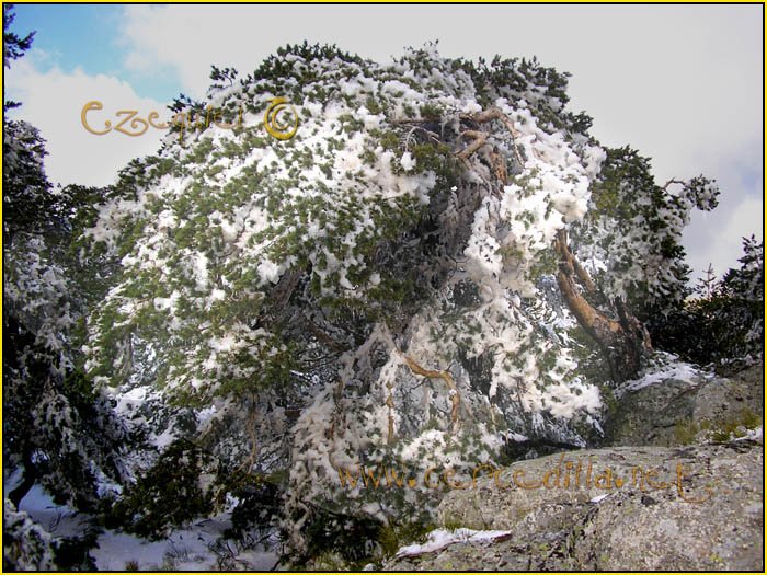 Tarjeta postal de Cercedilla Majalasna 29