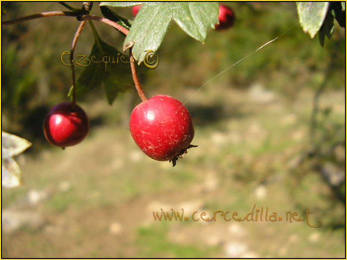 Tarjetas postales de Cercedilla otros paisajes 04