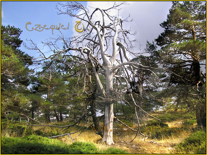 tarjeta postal de cercedilla pico 14