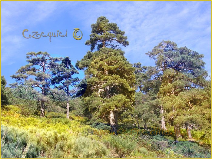 Tarjeta postal de Cercedilla con pinos 02