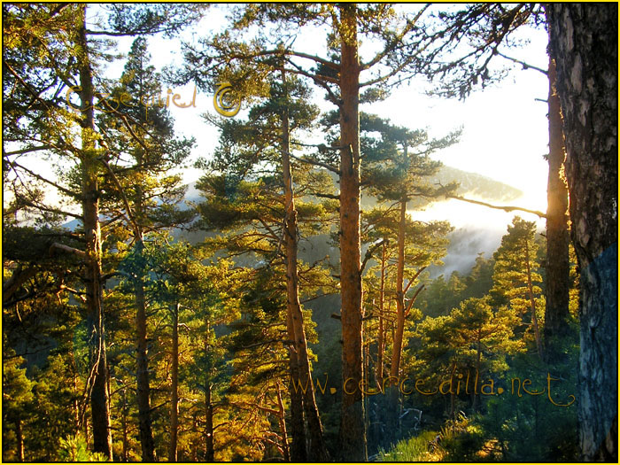 Tarjeta postal de Cercedilla con pinos 05