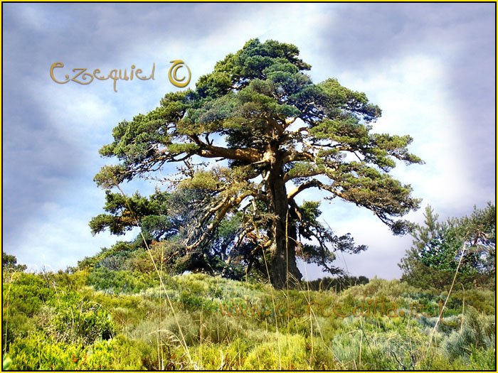 Tarjeta postal de Cercedilla con pinos 08