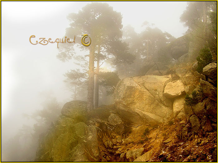 Tarjeta postal de Cercedilla con pinos 13