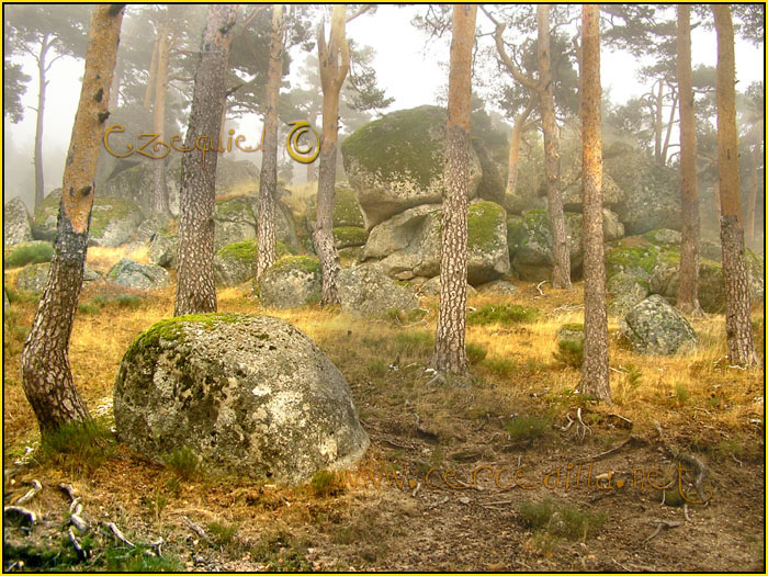 Tarjeta postal de Cercedilla con pinos 14