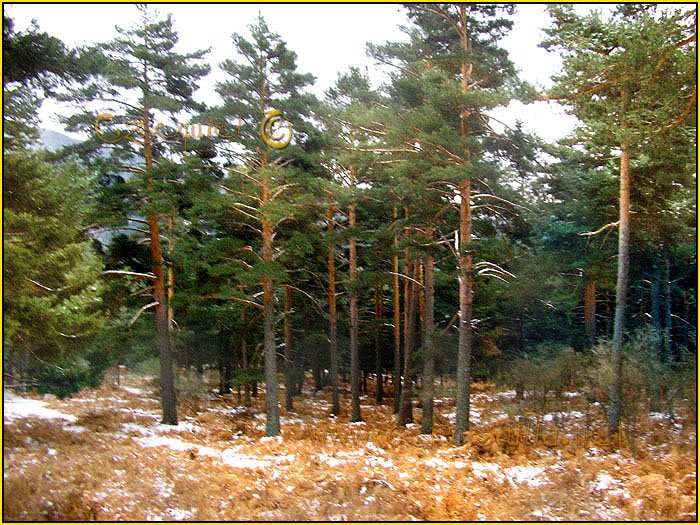 Tarjeta postal de Cercedilla con pinos 17