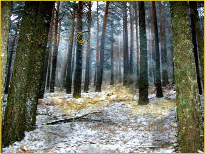 Tarjeta postal de Cercedilla con pinos 18