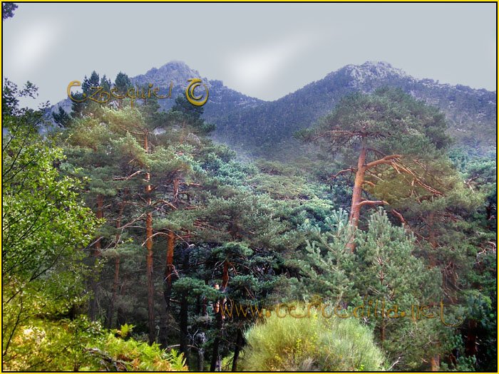 Tarjeta postal de Cercedilla con pinos 19