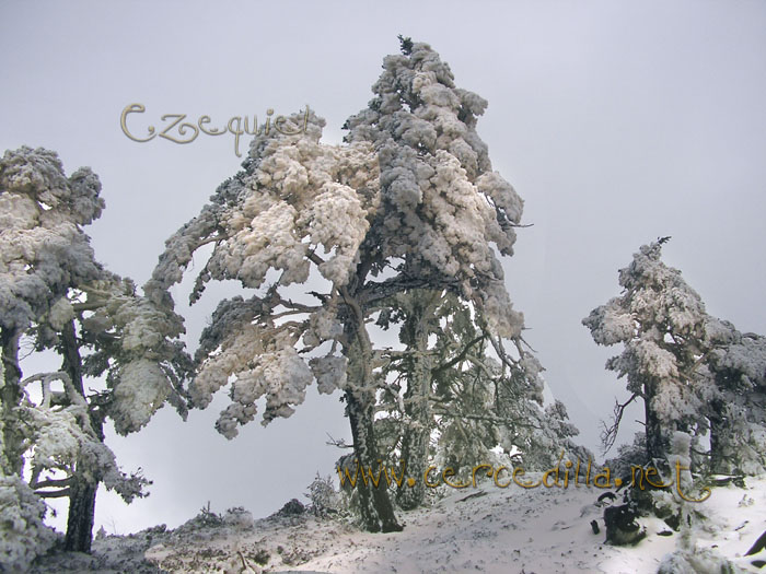 Tarjeta postal de Cercedilla  primeras nieves 13