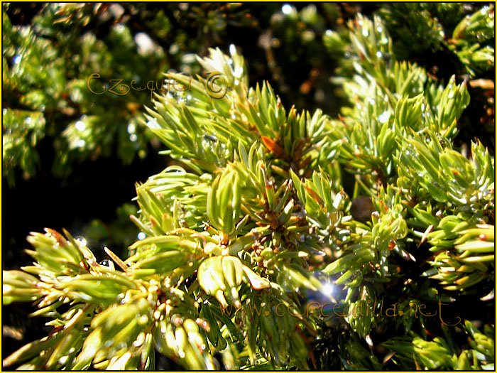 Tarjeta postal de Cercedilla Senda de los Alevines 02