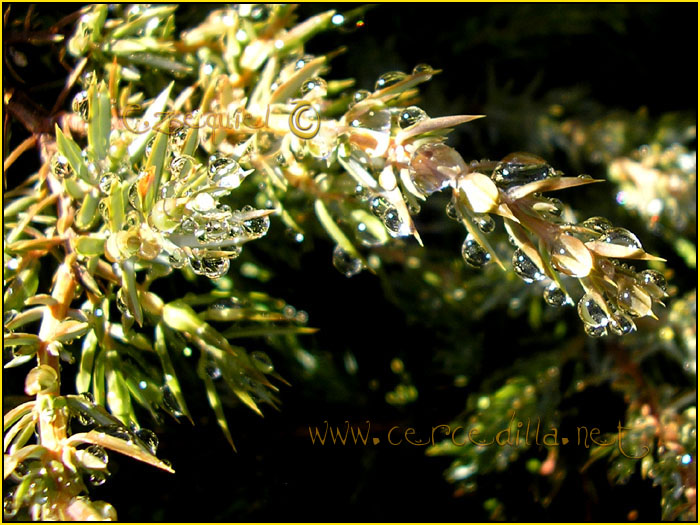 Tarjeta postal de Cercedilla Senda de los Alevines 04