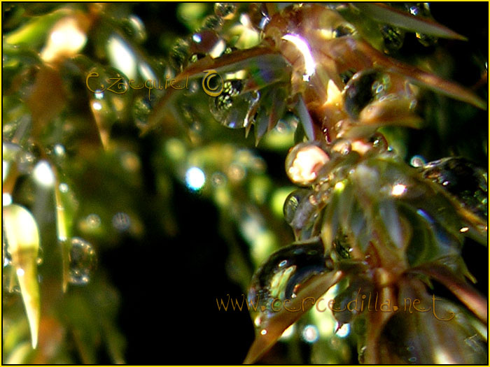 Tarjeta postal de Cercedilla Senda de los Alevines 05