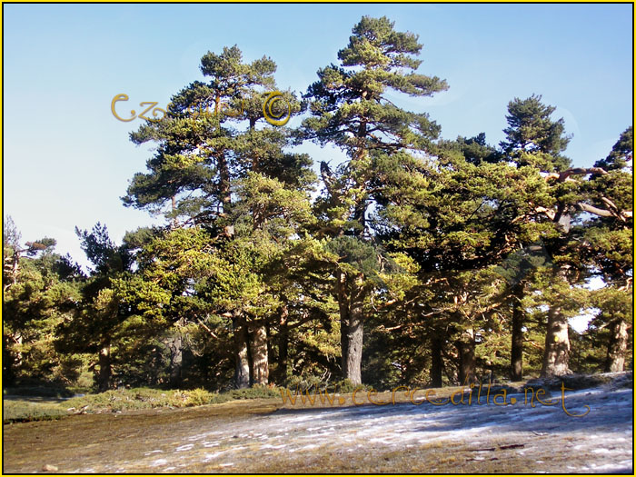 Tarjeta postal de Cercedilla Senda de los Alevines 06