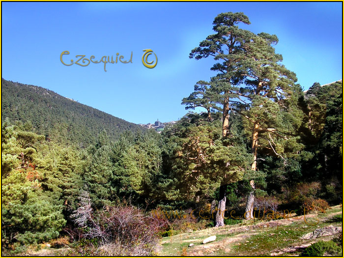 Tarjeta postal de Cercedilla la vaqueriza 07