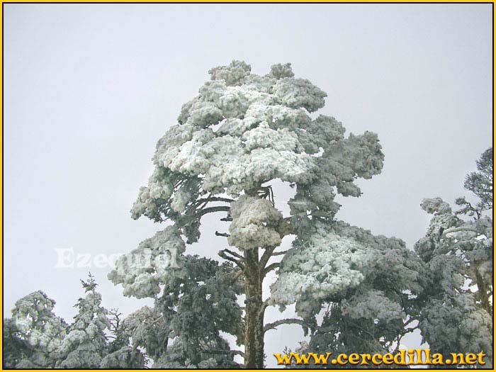 cercedilla_primeras_nieves_16