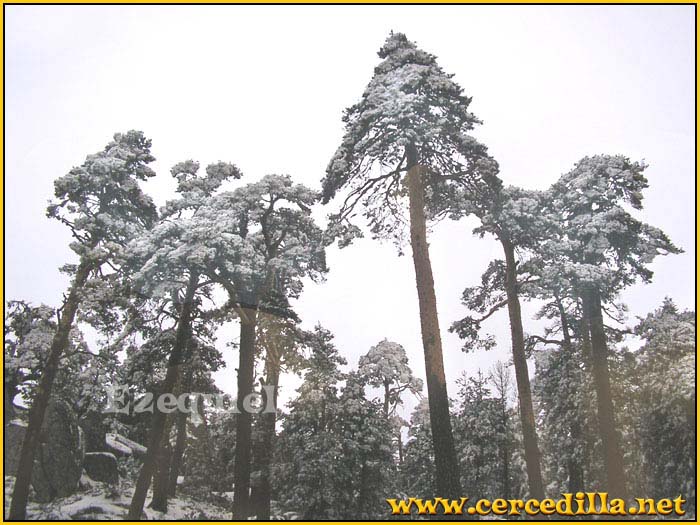 cercedilla_primeras_nieves_17