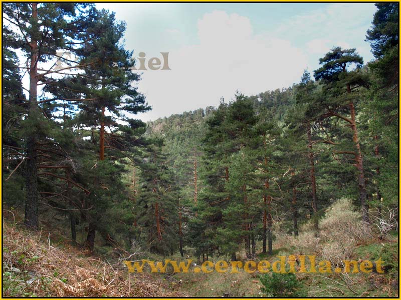 CaminoViejoSegovia_PuertoFuenfria_CalzadaRomana_17