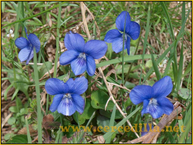 CaminoViejoSegovia_PuertoFuenfria_CalzadaRomana_20
