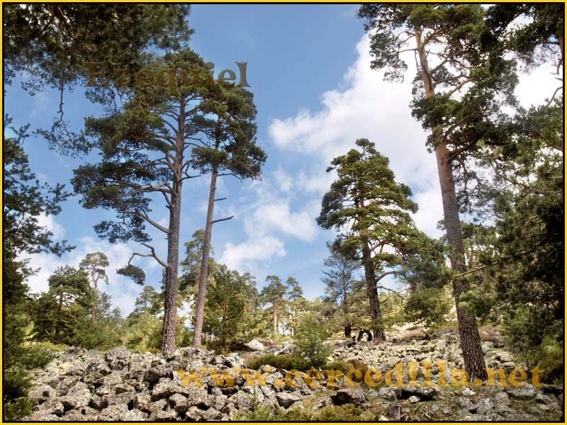 CaminoViejoSegovia_PuertoFuenfria_CalzadaRomana_31