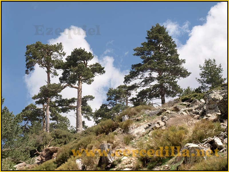 CaminoViejoSegovia_PuertoFuenfria_CalzadaRomana_34