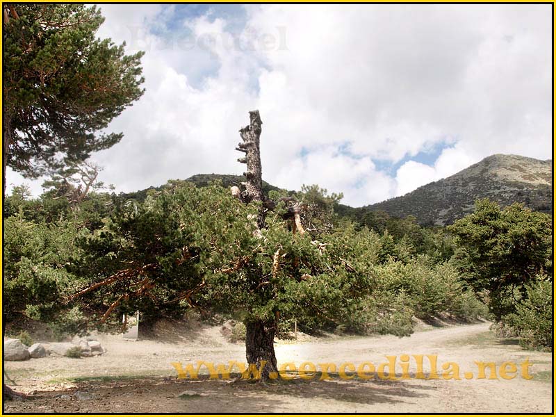 CaminoViejoSegovia_PuertoFuenfria_CalzadaRomana_50